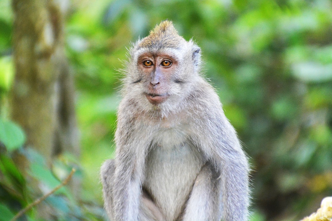 white monkey on brown wooden fence during daytime