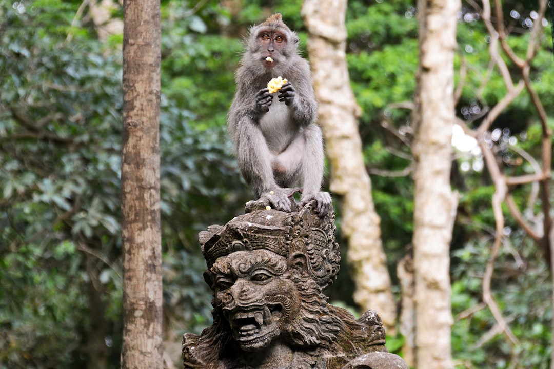 gray monkey on brown tree trunk during daytime