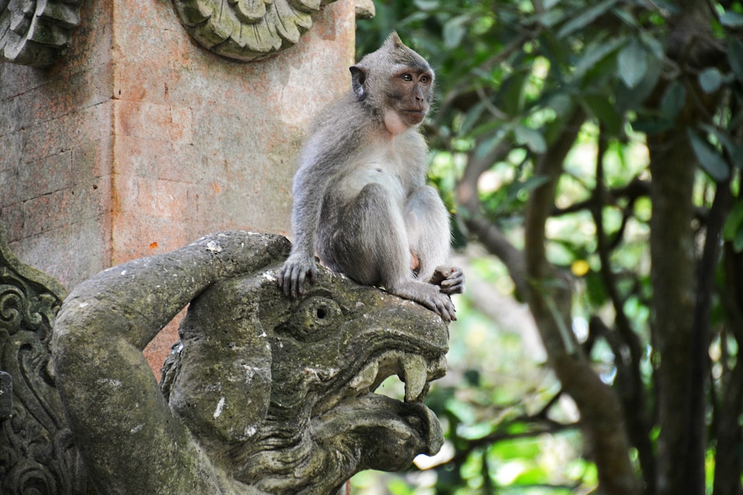 gray monkey on brown tree trunk during daytime