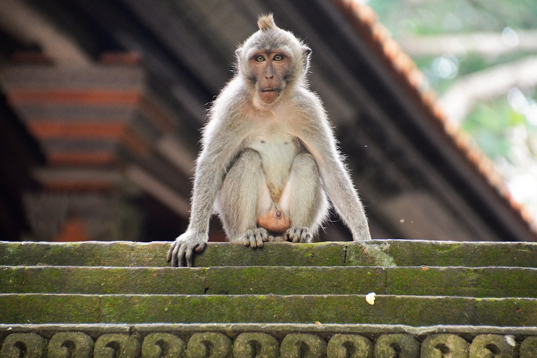 brown monkey sitting on green concrete wall during daytime