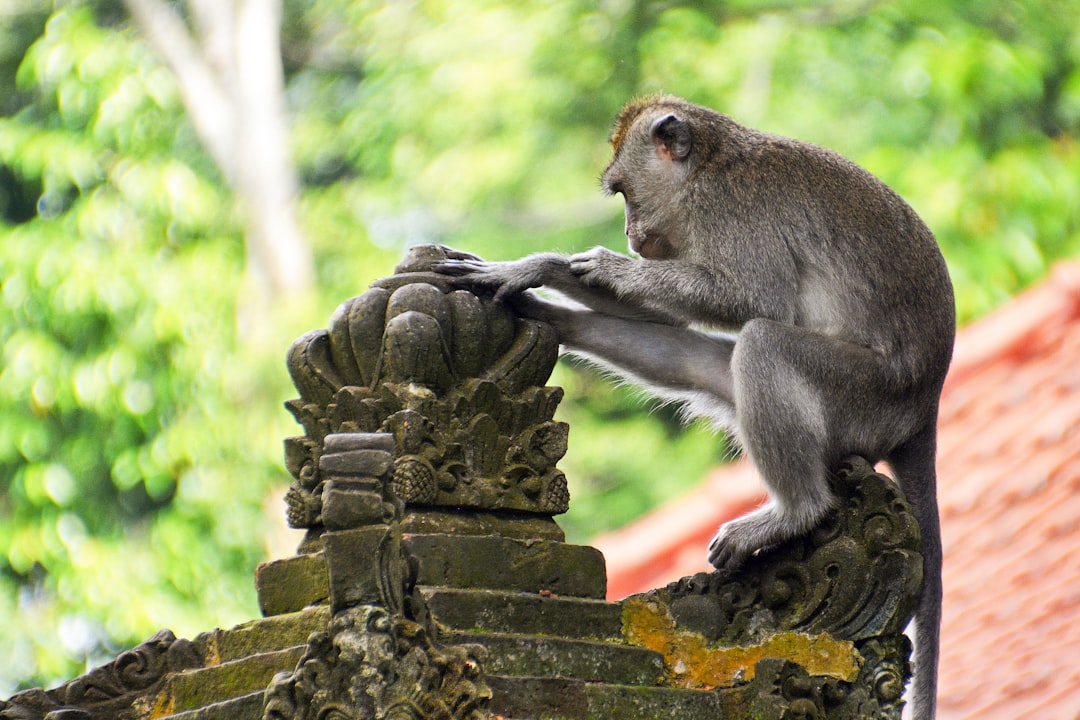 gray monkey on brown concrete wall during daytime