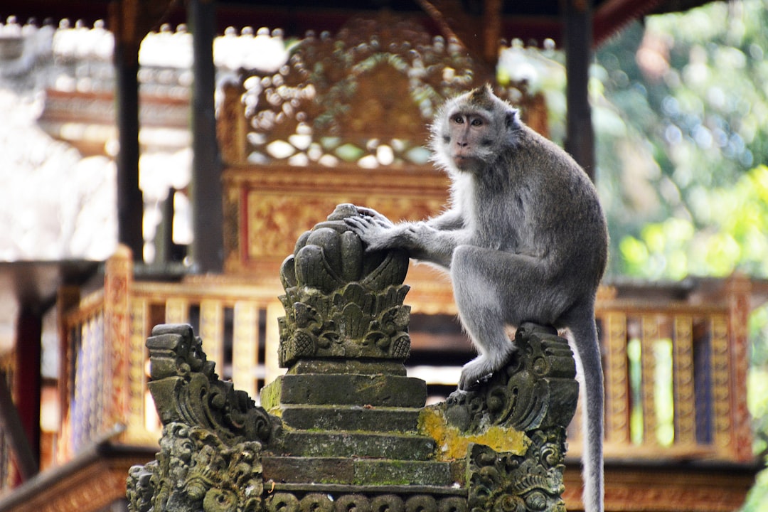 gray monkey sitting on brown rock