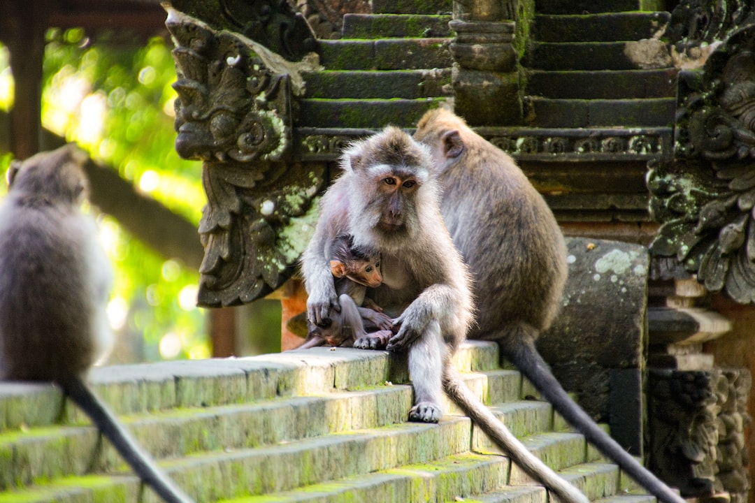 brown monkey sitting on gray concrete stairs during daytime