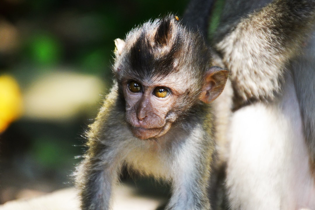 brown and white monkey on white textile