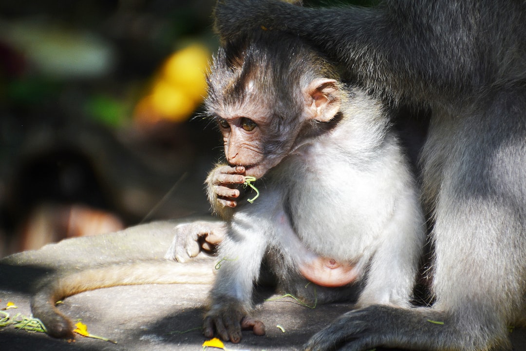 brown monkey on brown rock during daytime