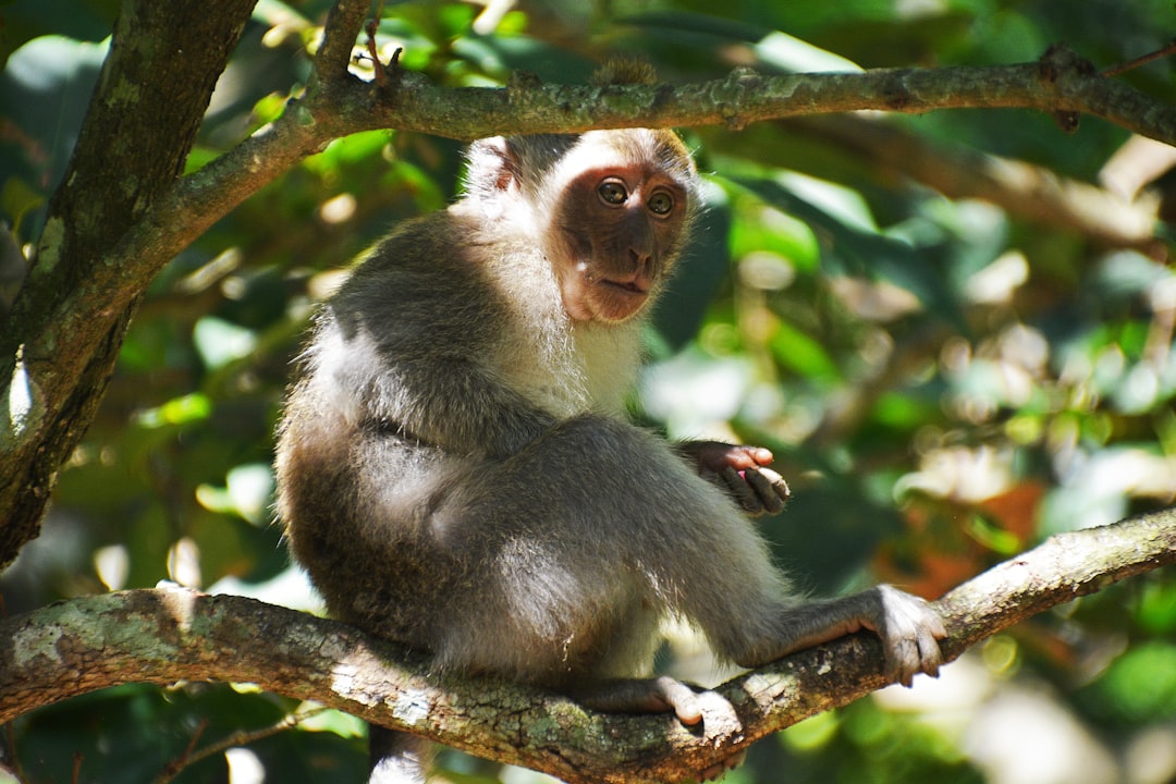 brown monkey on tree branch during daytime