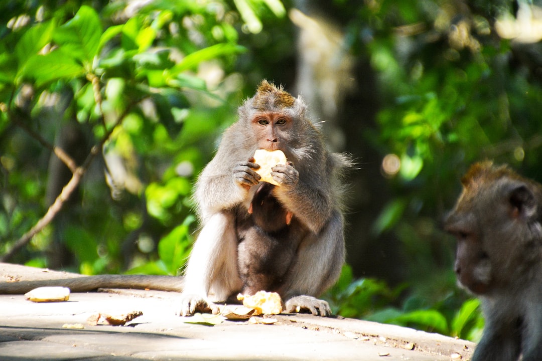 brown monkey eating fruit during daytime