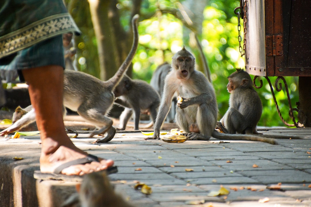 two monkeys sitting on ground during daytime