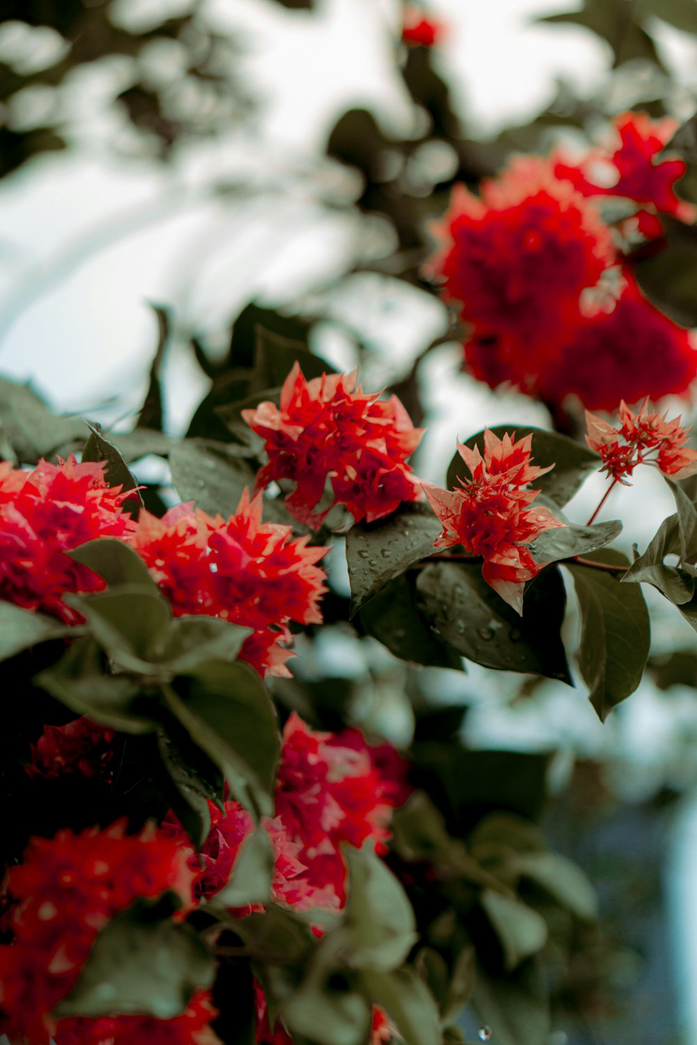 red flowers in tilt shift lens