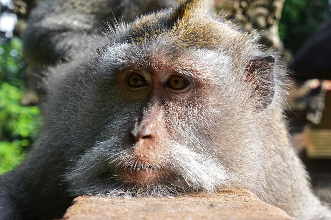 brown and gray monkey on brown wooden surface