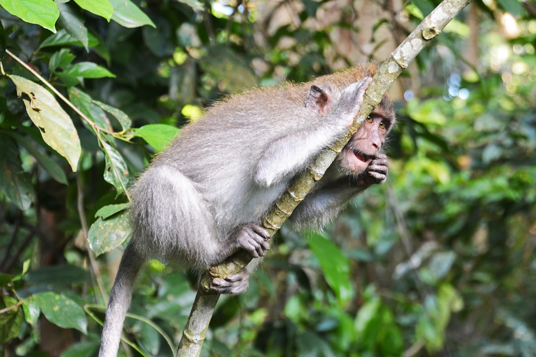 brown monkey on tree branch during daytime