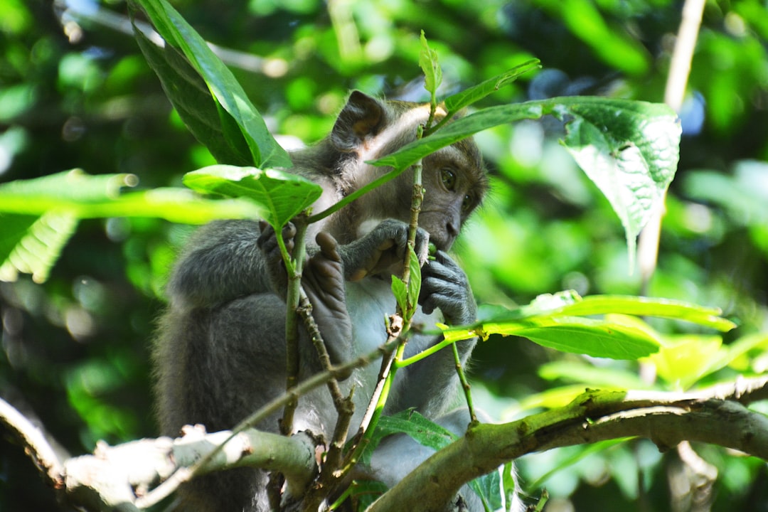 gray monkey on tree branch during daytime