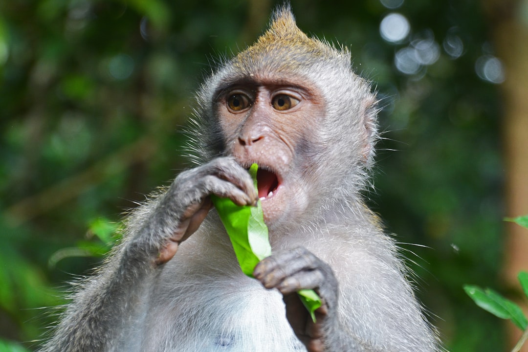 brown monkey eating green fruit