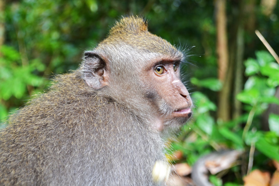 brown monkey on green grass during daytime