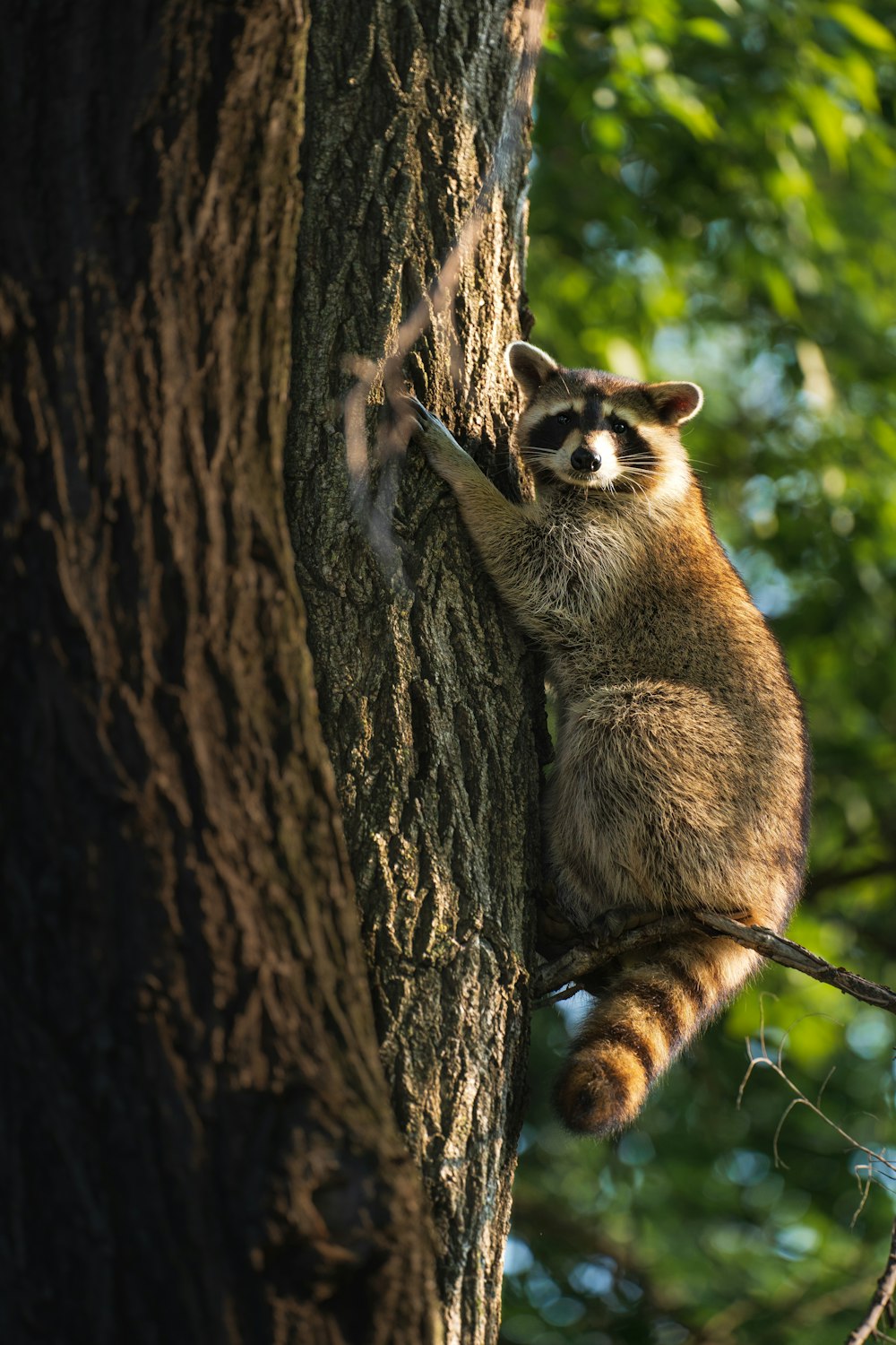 chat brun et noir sur arbre brun