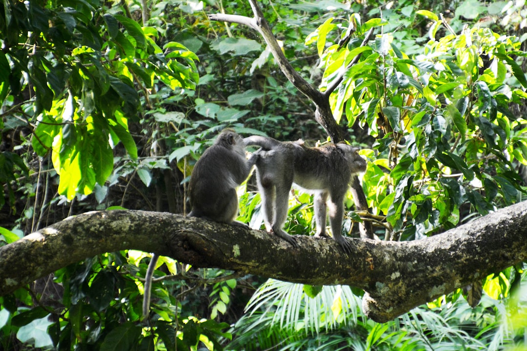 gray monkey on tree branch during daytime