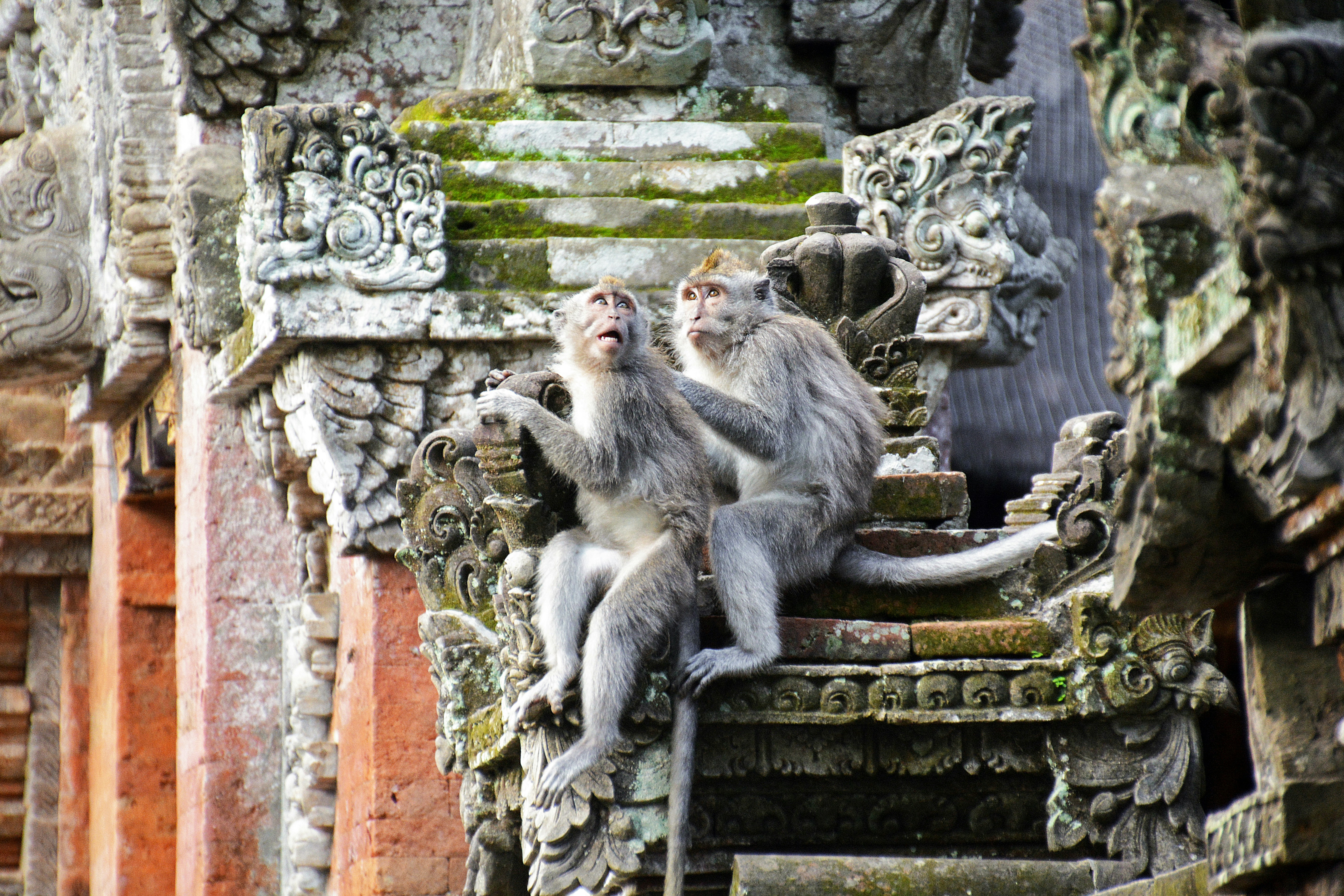 gray monkey sitting on brown concrete wall