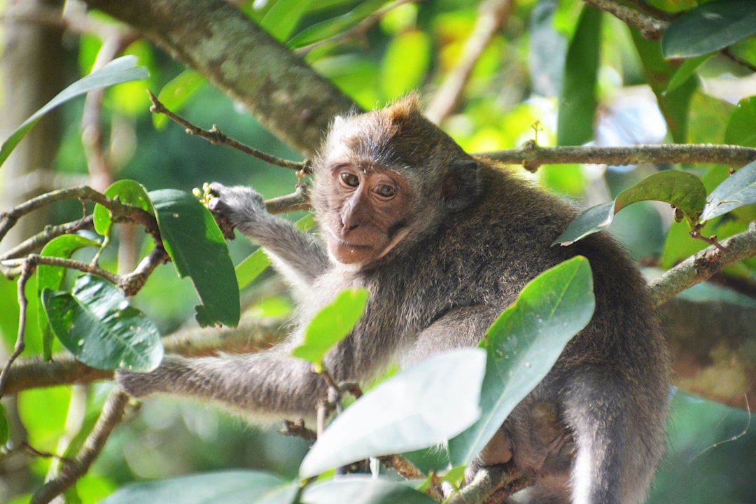 brown monkey on tree branch during daytime