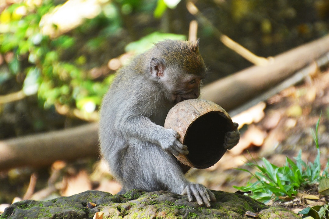 brown monkey eating coconut during daytime