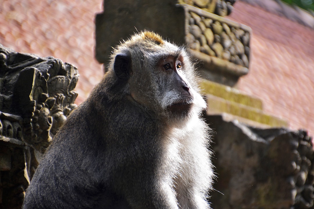 black and white monkey sitting on brown concrete wall during daytime