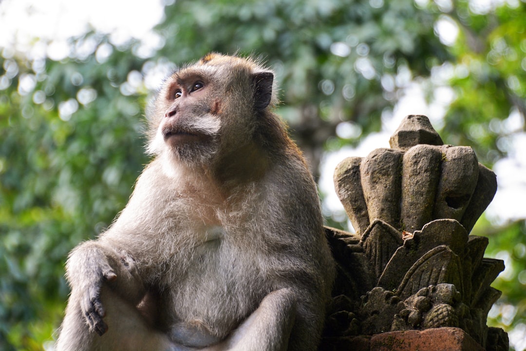 brown monkey sitting on brown rock during daytime