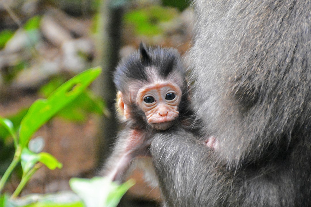 black monkey on brown tree branch during daytime