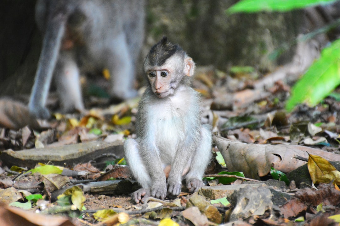 brown monkey on brown leaves during daytime