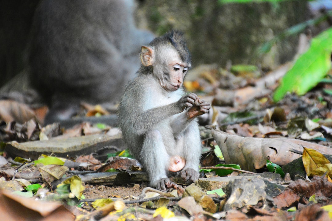 brown monkey sitting on ground with dried leaves