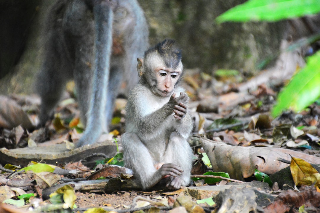 gray monkey sitting on ground during daytime