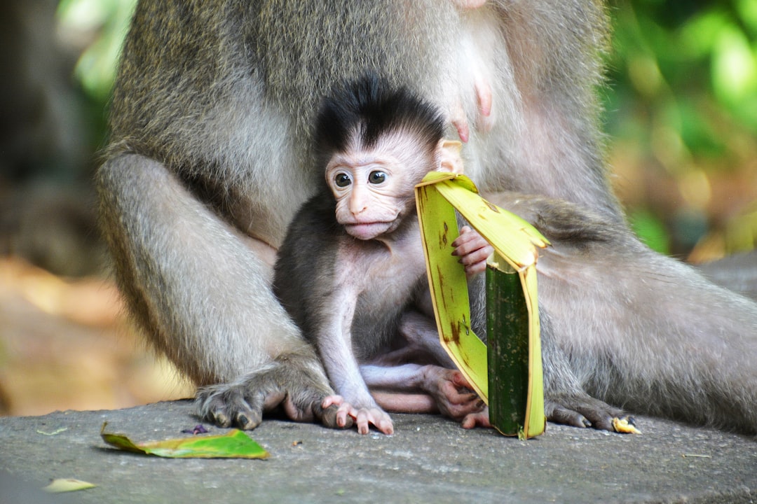 brown monkey holding banana fruit