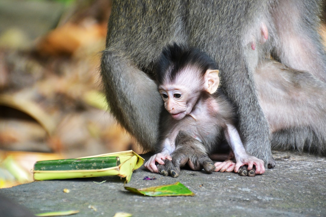 brown monkey sitting on ground