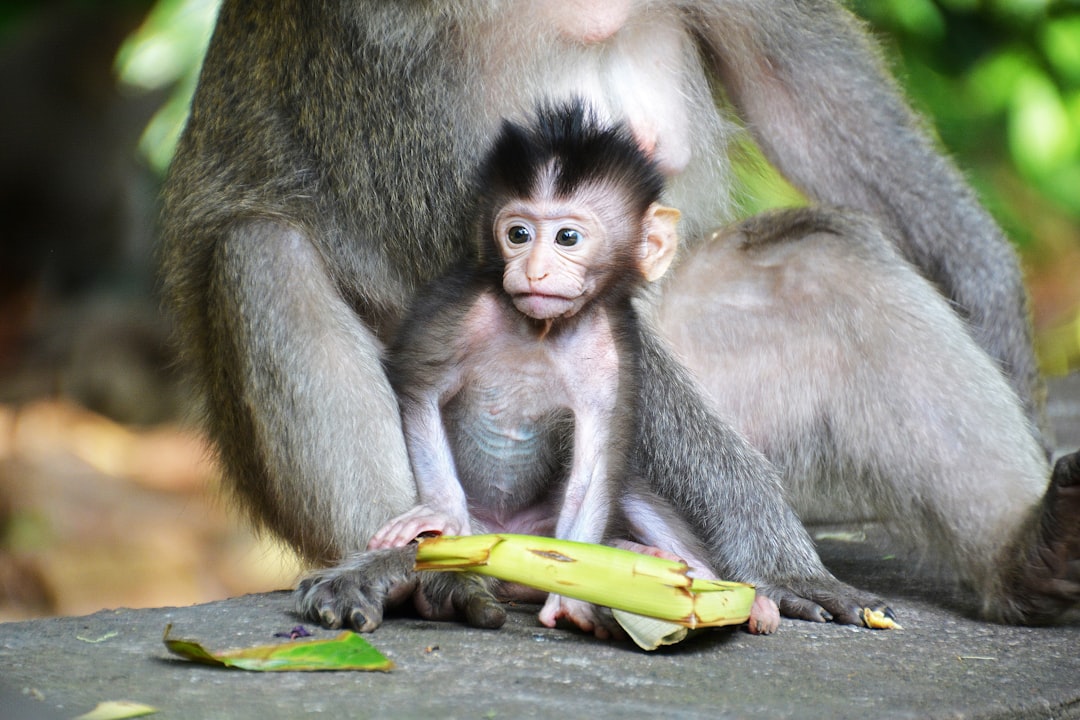 brown monkey holding banana during daytime