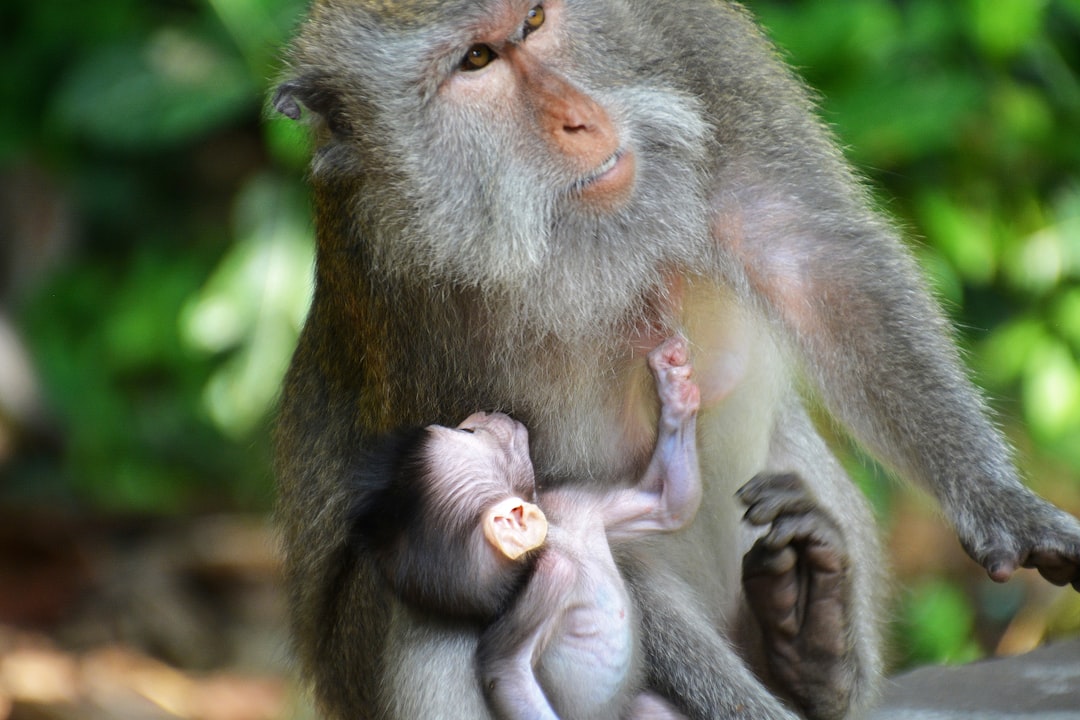 brown monkey eating pink food