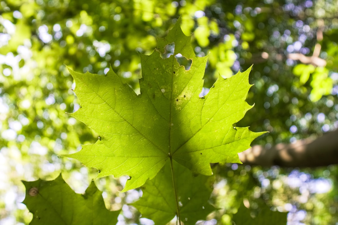 green maple leaf in close up photography