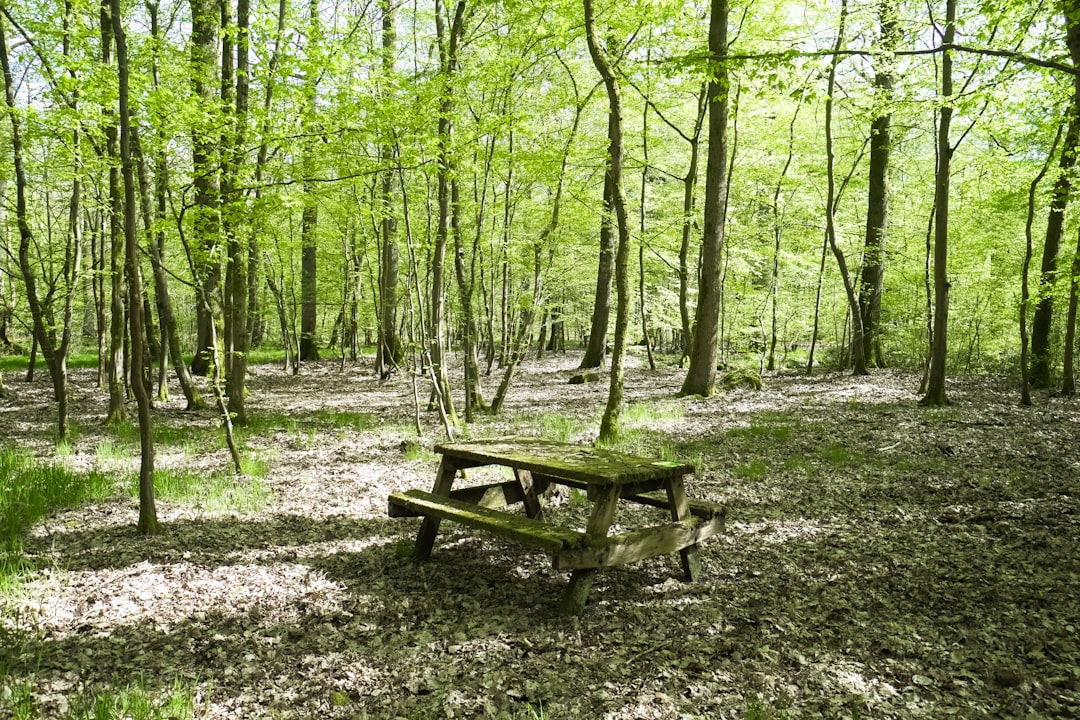 brown wooden bench on forest during daytime