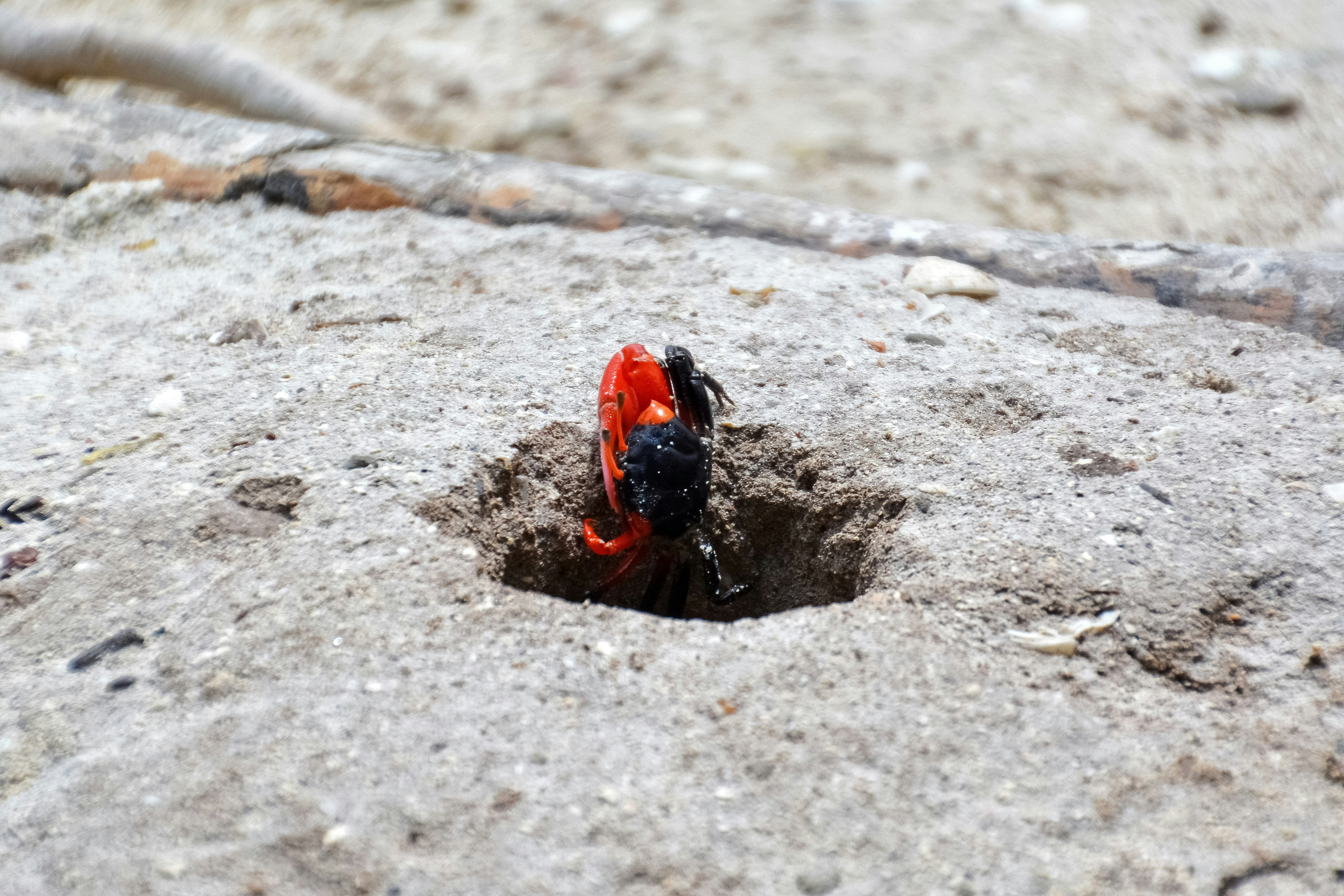 red and black beetle on brown soil during daytime