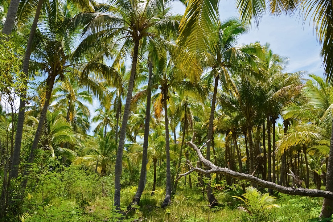 green coconut trees during daytime