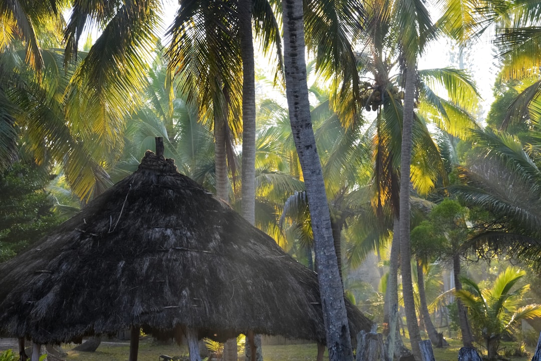 brown nipa hut on green coconut tree during daytime