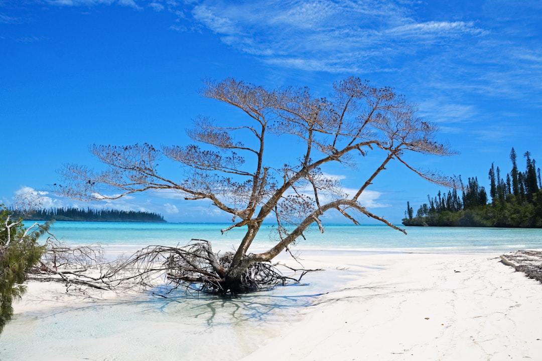 brown leafless tree on white sand near body of water during daytime