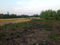A rural landscape with a grassy foreground transitioning into a field of harvested crops. Trees line the right side of the image, and a few small structures can be seen in the distance. The sky is mostly overcast with some patches of blue.
