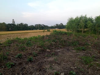 A rural landscape with a grassy foreground transitioning into a field of harvested crops. Trees line the right side of the image, and a few small structures can be seen in the distance. The sky is mostly overcast with some patches of blue.