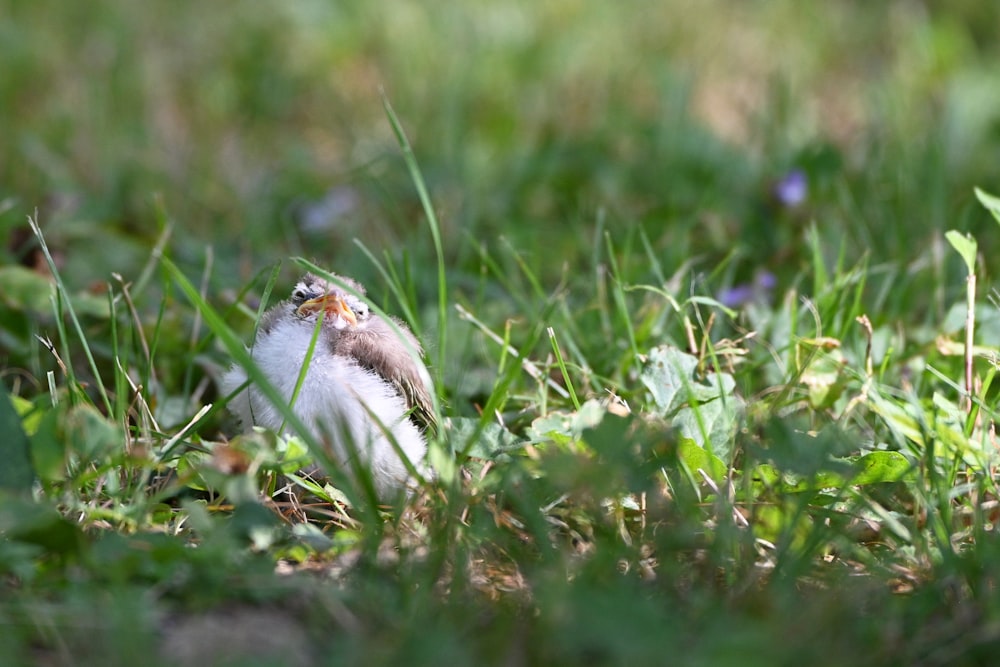 white and brown bird on green grass during daytime