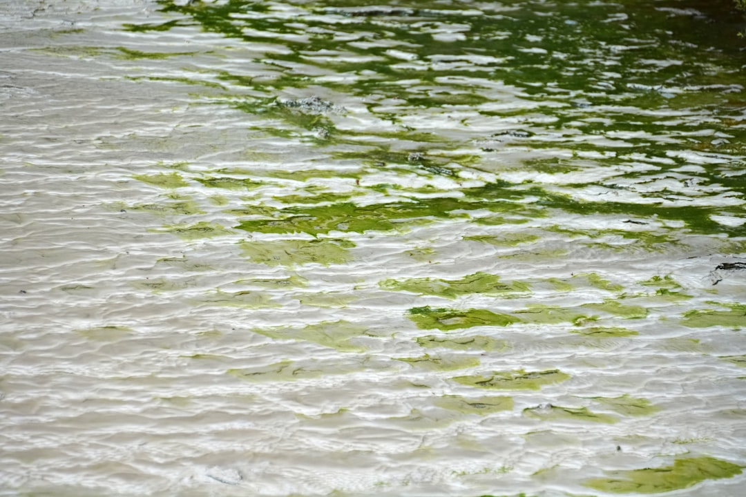 body of water during daytime