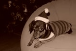 A small dog is wearing a festive outfit, complete with a Santa hat and a striped shirt, lying on a large cushioned chair. In the background, there is a blurred appearance of a decorative item, possibly a Christmas tree.