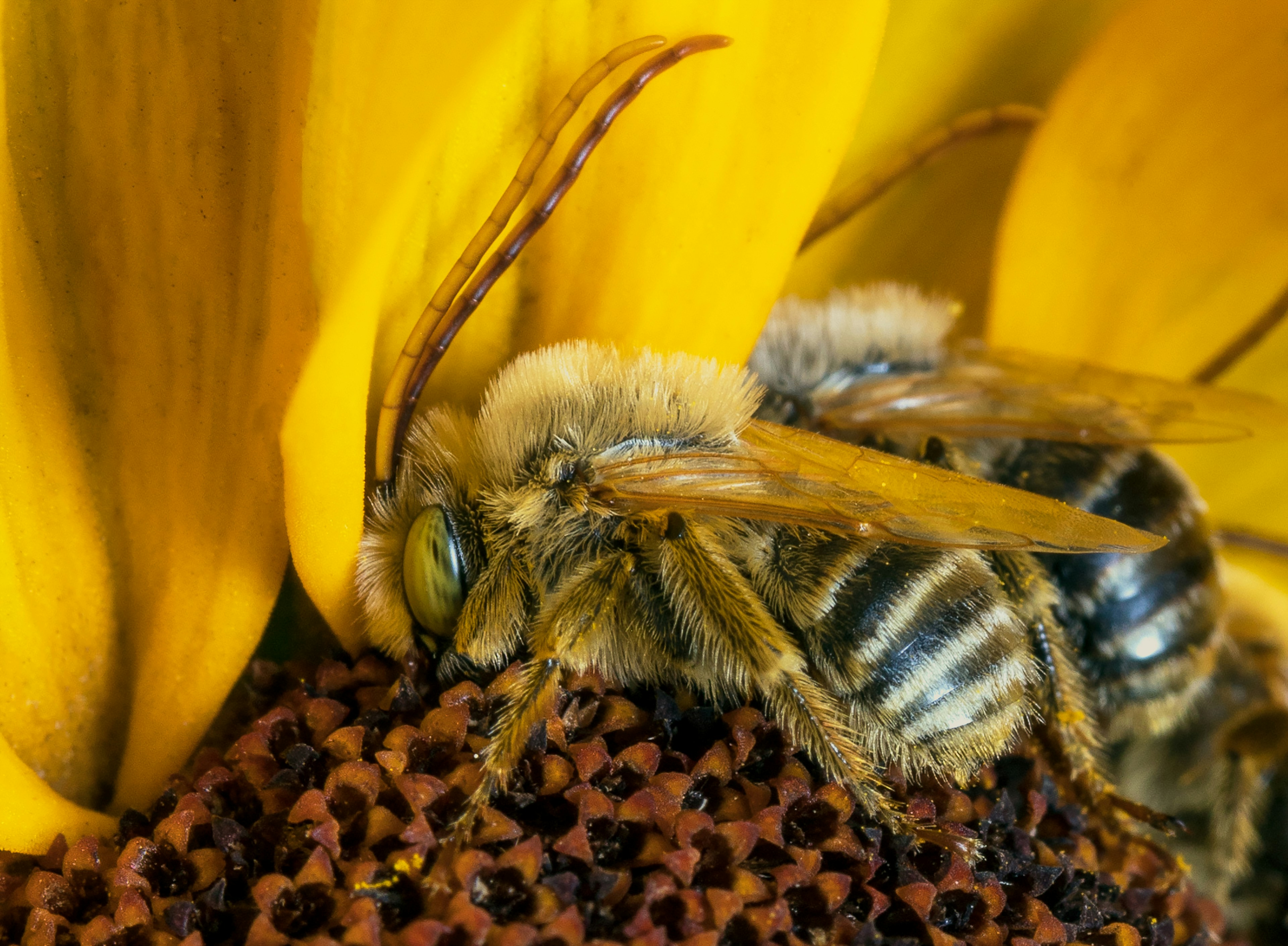 abeja posada en flor amarilla en fotografía de primer plano durante el día