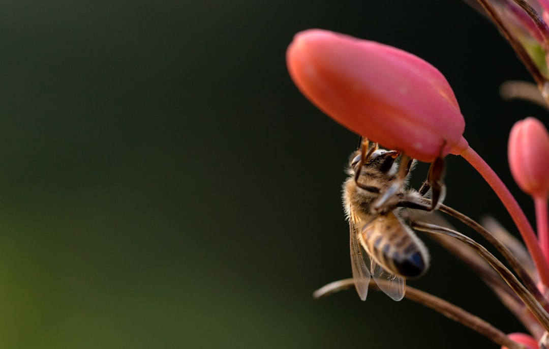 honeybee perched on red tulip in close up photography during daytime