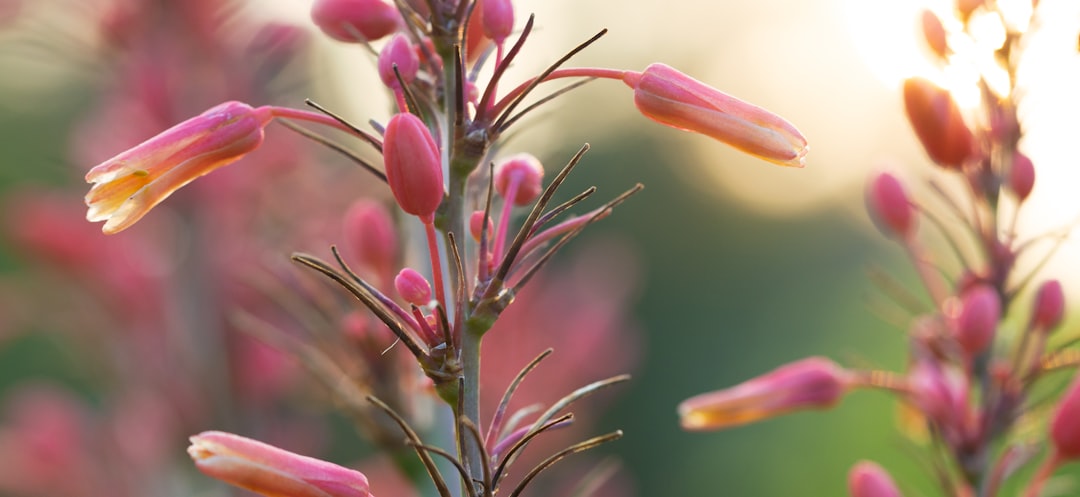 red and yellow flower buds