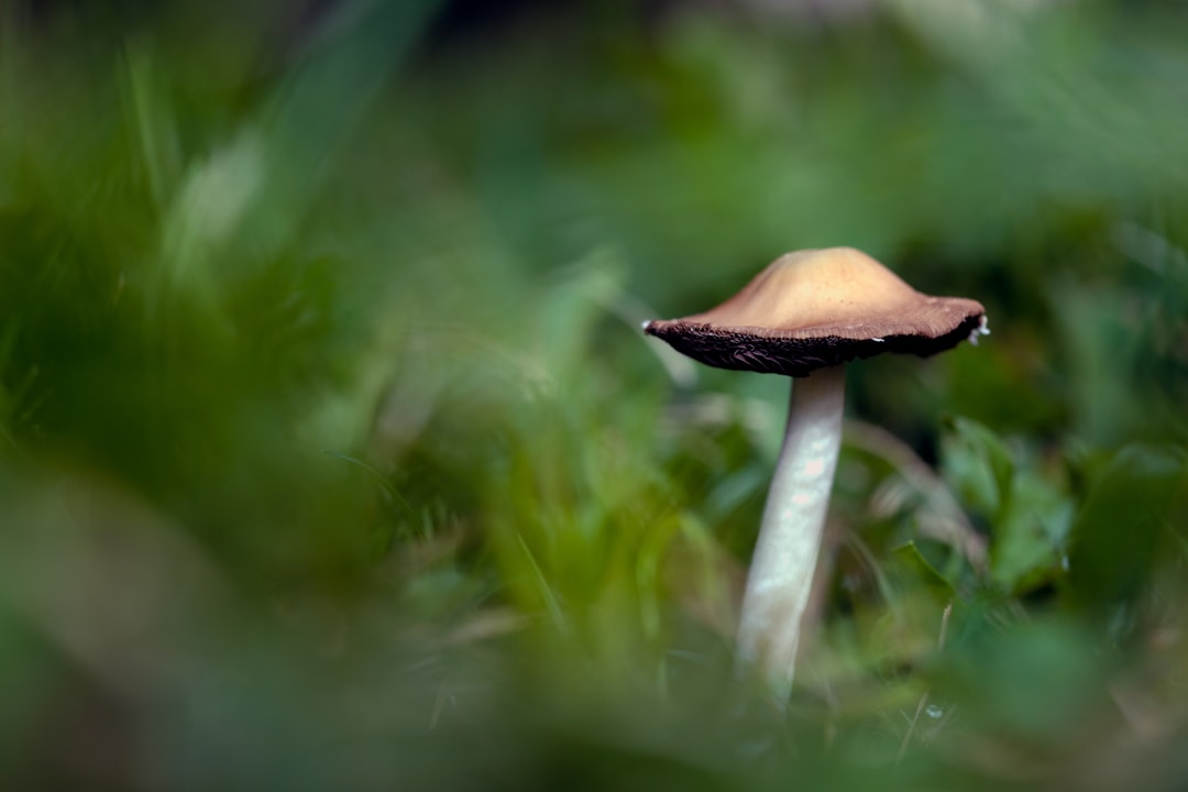 brown and white mushroom in tilt shift lens