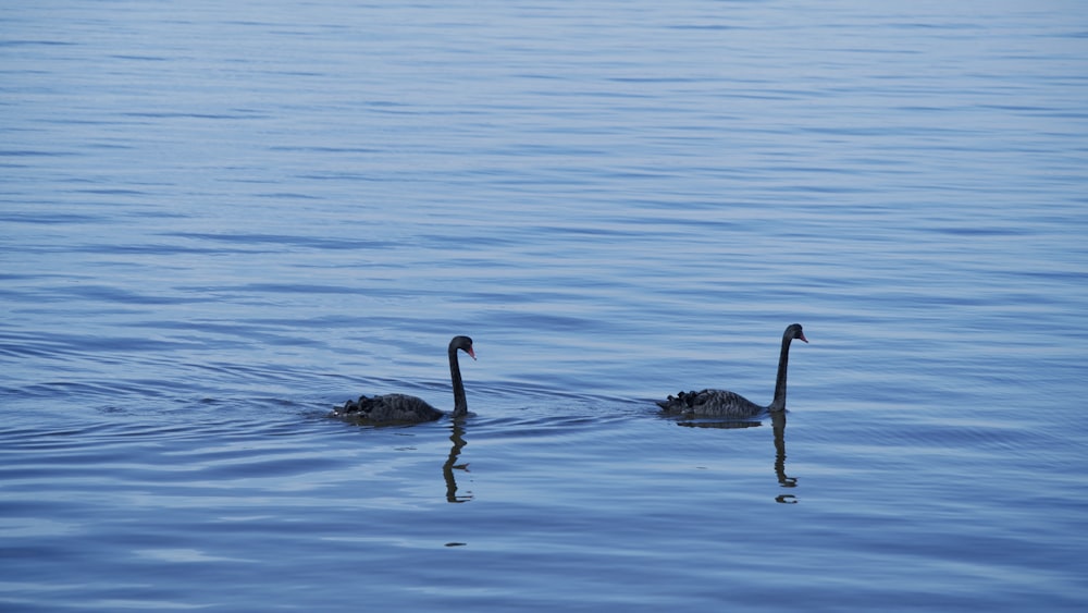 Cigno nero sullo specchio d'acqua durante il giorno