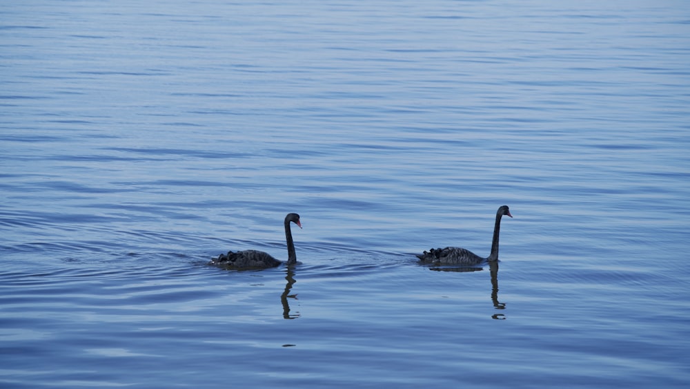 Cisne negro en el cuerpo de agua durante el día